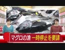 小型マグロ漁の自粛を要請　漁獲枠既に9割以上