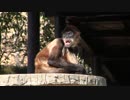 浜松動物園への旅　3/5