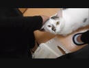 おっさんと戯れるなんでもない日常が幸せだと思ってるかもしれない猫