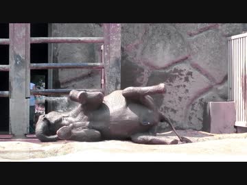 水浴びが嬉しくてゴロンゴロンするゾウ(東武動物公園)
