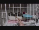 【Jean & Pont 843】保護猫ママの寝起きにブラシチャレンジした