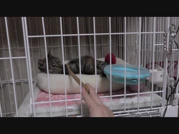 【Jean &amp; Pont 843】保護猫ママの寝起きにブラシチャレンジした