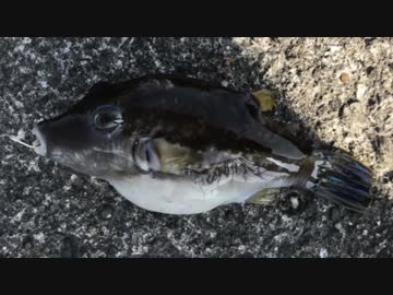 釣り動画ロマンを求めて 123釣目:後編（大磯港：西防波堤釣り場）