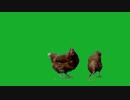 Chicken on Green Screen　坂本勝直