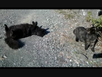 黒たぬき親子の日向ぼっこ