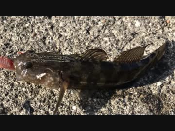 釣り動画ロマンを求めて 124釣目(ふれーゆ裏：末広水際線プロムナード）