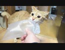 エアー梱包材をがぶりな子猫
