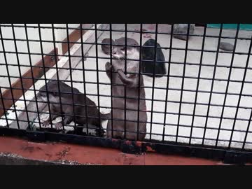 奇妙な鳴き声(東武動物公園)