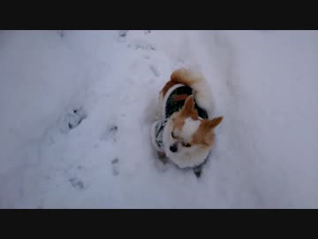うちの、雪でテンションがあがるチワワくんと柴犬くん