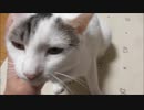 雪が降って寒いけど暖房の効いた部屋で余裕カマしてる猫