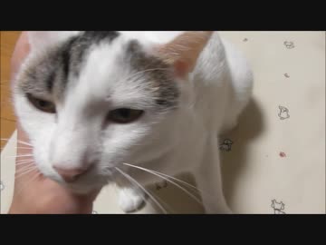 雪が降って寒いけど暖房の効いた部屋で余裕カマしてる猫