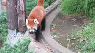 忙しいレッサーパンダ・・・・横浜・野毛山動物園