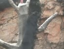 ちょっとお間抜けなメガネグマさん(よこはま動物園ズーラシア)