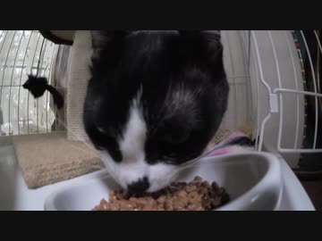 【Jean &amp; Pont 846】たまたま見えた保護猫しおんくんのあそこが白い