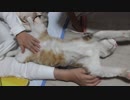 腹モフバンザイ猫アイちゃん
