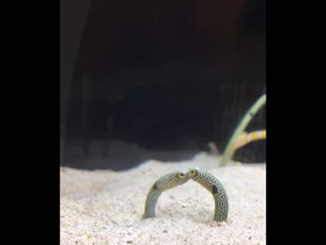 ちんあなご　VS　ちんあなご