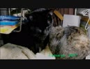 姉猫に尽くす子猫