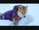 第939位：はじめての積雪にテンションが上がる柴犬