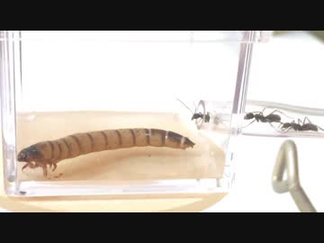 蟻戦争＃191 ジャンボミルワーム～巨大生物への潜在的な恐怖～編