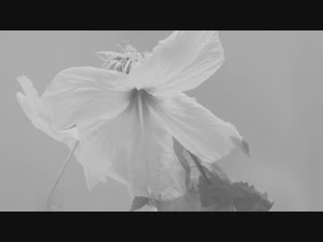 【Jazzy HIPHOP】Music Video (Directed by Akiho Endo) Feelings (Original Mix)