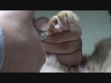 拾いねこ＠生後2030/1997日目　爪切りー。