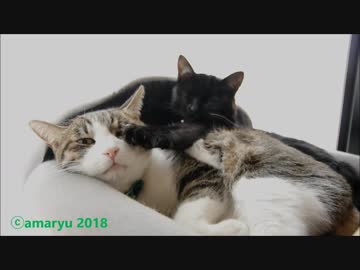 ねこだんご