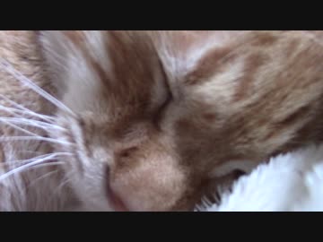 拾いねこ＠生後2031/1998日目　まぶちー。