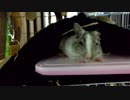 【デグー】寒いので引きこもっているルーちゃん【Degu】