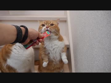 【マンチカンズ】ちゅーる大好き猫一家