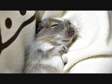 デグ日.vol 2 ~愛しの小太郎~