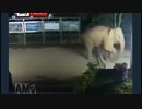 グローバル派が世界へ逃げた結果