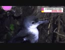 「セグロミズナギドリとされてきた海鳥」小笠原諸島固有種と判明