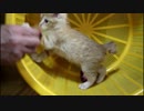 保護猫２日目の秘蔵映像