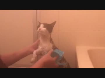 猫のお風呂動画２
