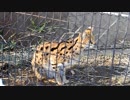 【多摩動物公園】若干ゃ雪の中で寛ぐサーバル&サーバルジャンプ