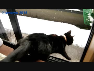 雪を不思議がる子ネコ
