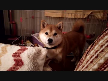 うちの、隣の部屋のパンが焼けるのを待つ柴犬くん