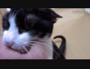 息子の後に2秒でにゃんこ♪