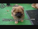 【怪異249】SCP-367 - 小さな犬