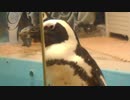 ペンギンのいるBARへ行ってみた