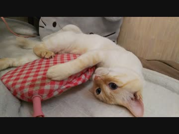 電気あんかと猫
