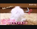 【ハム動画】長毛ハムスターの毛のカットしてみた！！