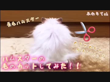 【ハム動画】長毛ハムスターの毛のカットしてみた！！