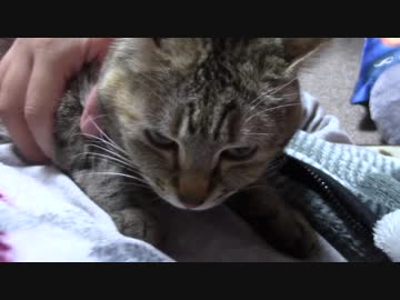 拾いねこ＠生後2035/2002日目　艦これローソンコラボ商品購入につき・・・