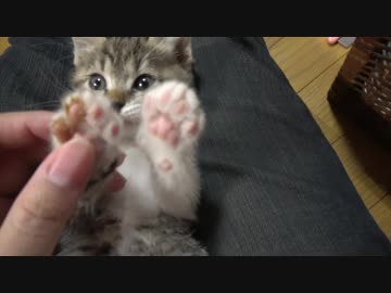 保護猫２日目ぐらいの秘蔵映像