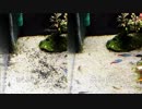 眺めて楽しむアクアリウム No.03　砂に混ざったソイルのお掃除
