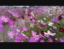 【ベストアルバム】花屋になったサカナ屋【7thアルバム発売記念】