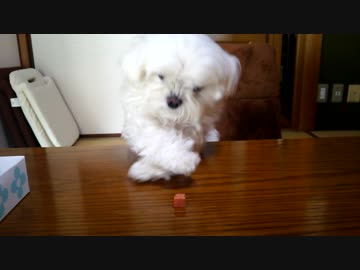 ど根性マルチーズ  リターンズ