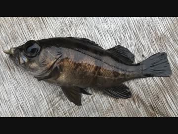 釣り動画ロマンを求めて 126釣目(深浦湾）