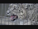 ユキヒョウの鳴き声[転載]